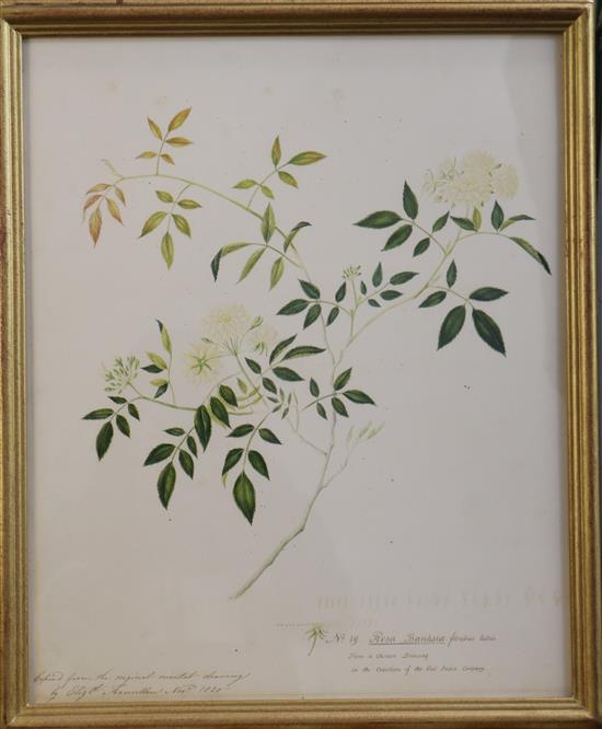 Elizabeth Francillon (East India Company) 2 botanical studies - Rosa Macrophylla and Rosa Banksia 17 x 14in.